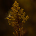 Milkweed seed on goldenrod by rminer