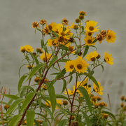 26th Sep 2020 - sunflowers