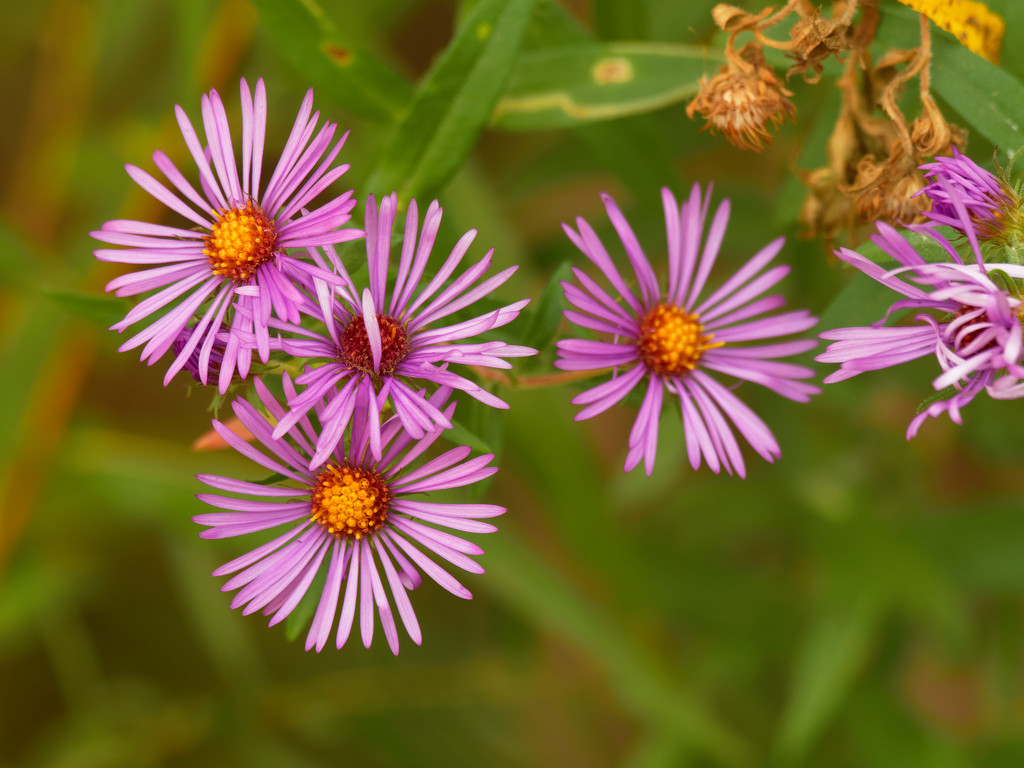 New England asters by rminer