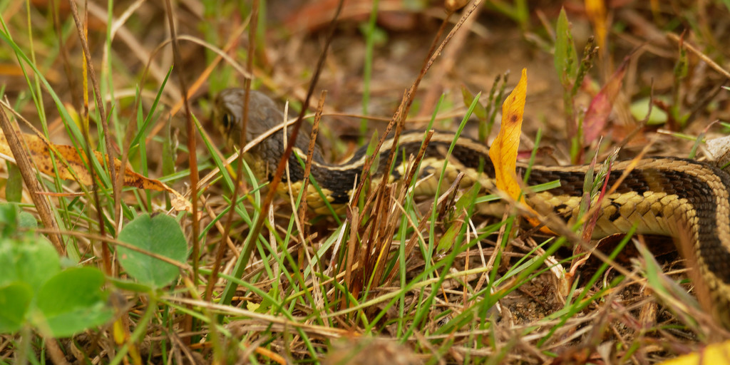 common garter snake by rminer