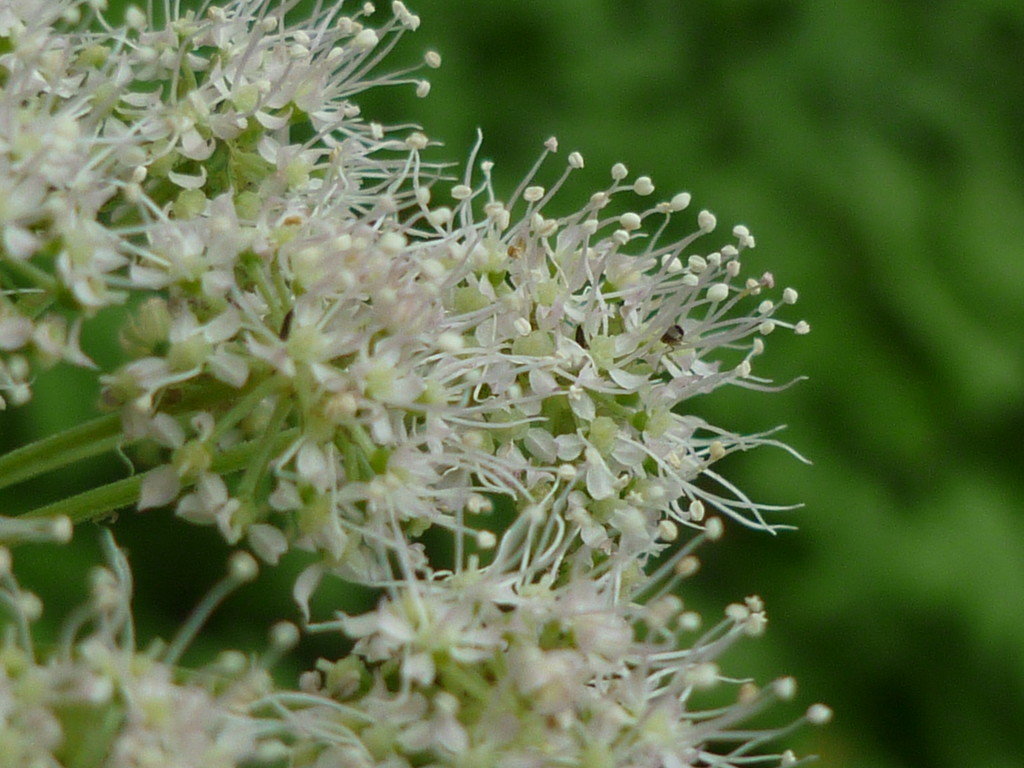 St. Ann's Lace  by countrylassie