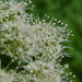 St. Ann's Lace  by countrylassie