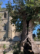 27th Sep 2020 - Church and Tree