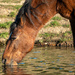 Pony at Eyeworth Pond by humphreyhippo