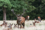 27th Sep 2020 - Red stag