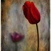 0927 - Tulip by bob65