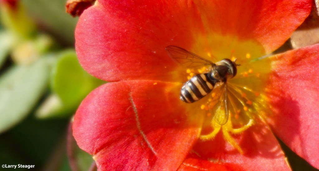 Sweat bee  (Halictidae) by larrysphotos