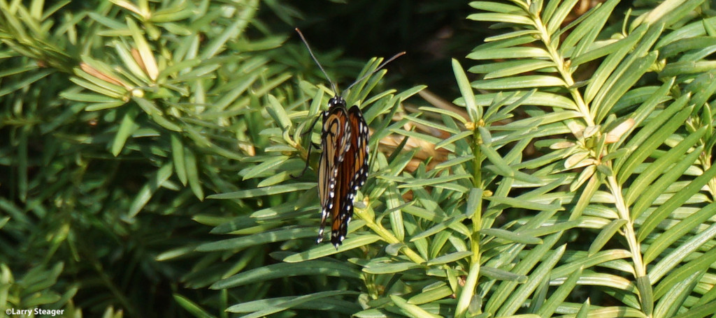 Monarch Butterfly by larrysphotos