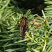 Monarch Butterfly by larrysphotos