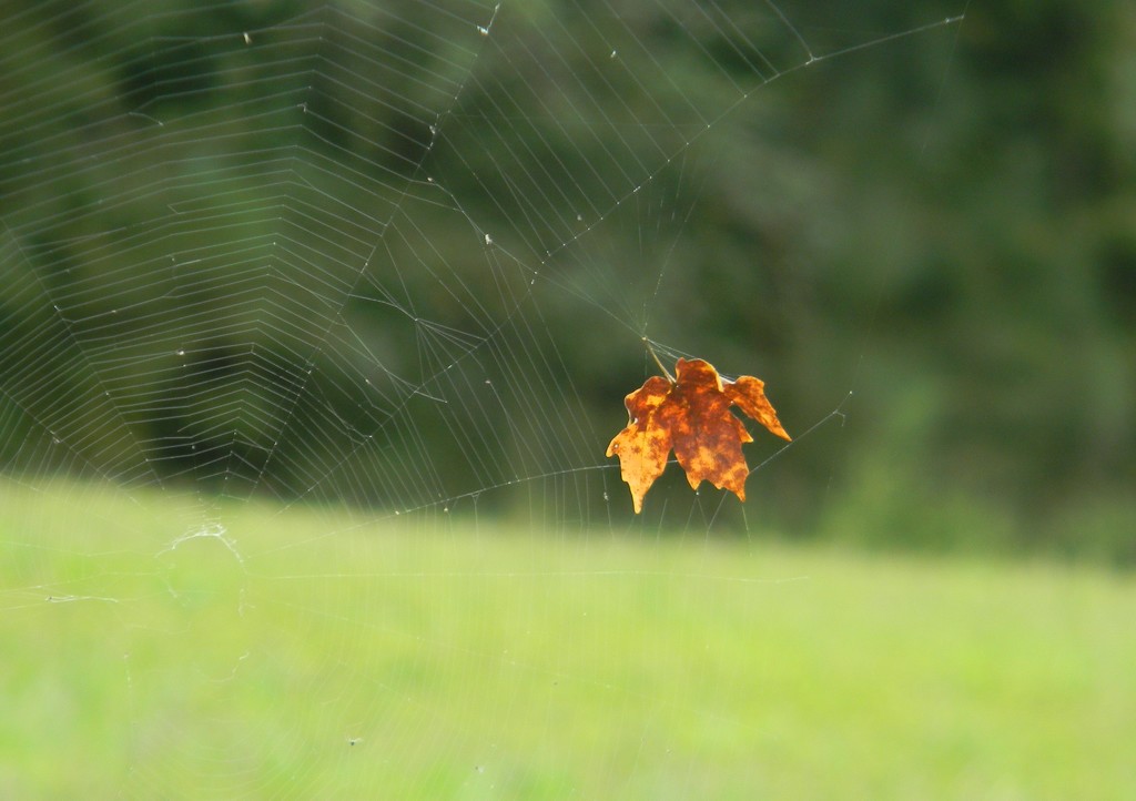 Leaf in Spider Web Closeup by sfeldphotos