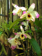 28th Sep 2020 - Orchids
