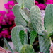 Prickly Pear by redy4et