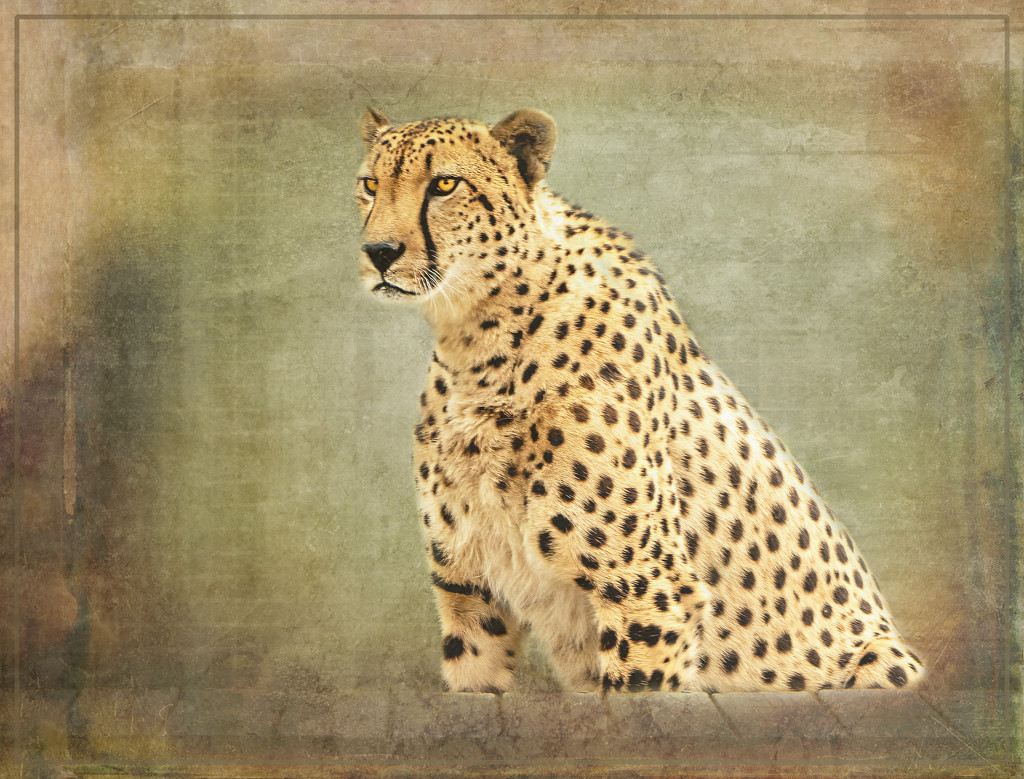 Cheetah  by ludwigsdiana