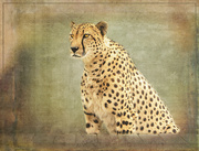 28th Sep 2020 - Cheetah 
