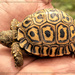 Leopard Tortoise by ludwigsdiana