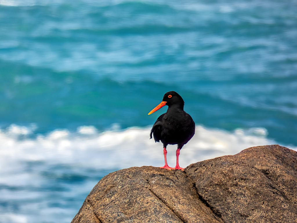 Oyster catcher keeping it's distance by ludwigsdiana