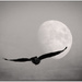Moon Flight by aikiuser