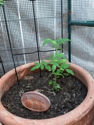 28th Sep 2020 - Lovely Tomatoes 