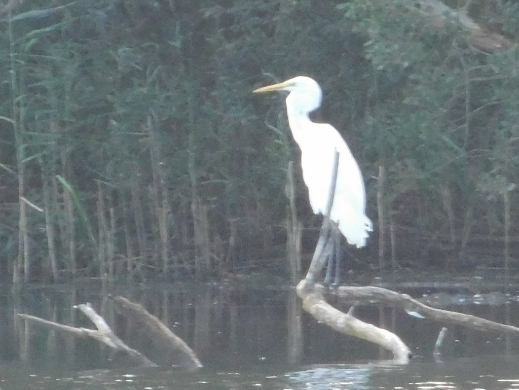 ..... and here's the Great White Egret! by 365anne