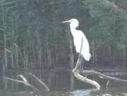 28th Sep 2020 - ..... and here's the Great White Egret!