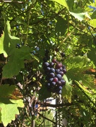 25th Sep 2020 - Suburban grapes