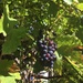 Suburban grapes by pattyblue