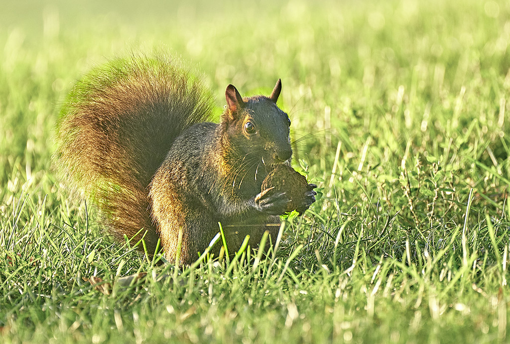 Park Squirrel by gardencat