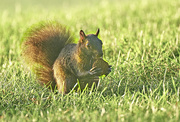 27th Sep 2020 - Park Squirrel