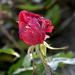 Red Rose by arkensiel