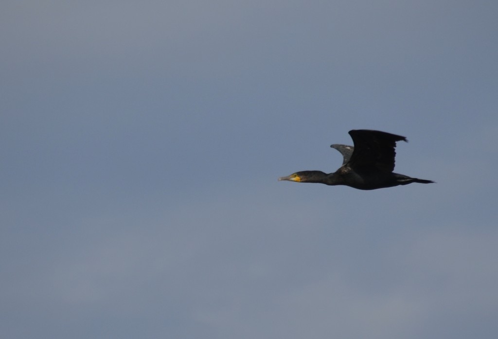 Cormorant  by wakelys