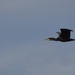Cormorant  by wakelys