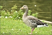 28th Sep 2020 - Greylag goose
