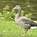 Greylag goose by rosiekind