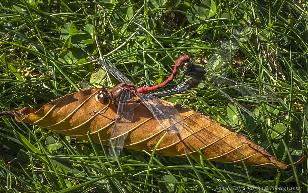 Mating Dragonflies Entertain Golfers by taffy