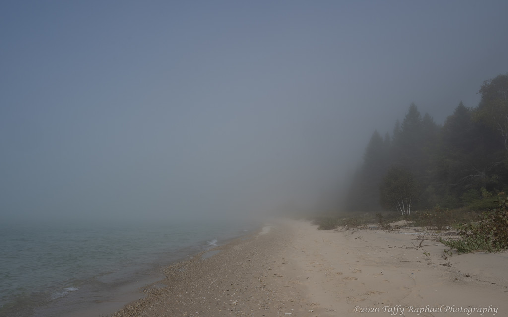 Into the Fog by taffy