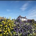 Beautiful flowers in the village this year  by jokristina