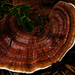 o dear mushroom! by eudora