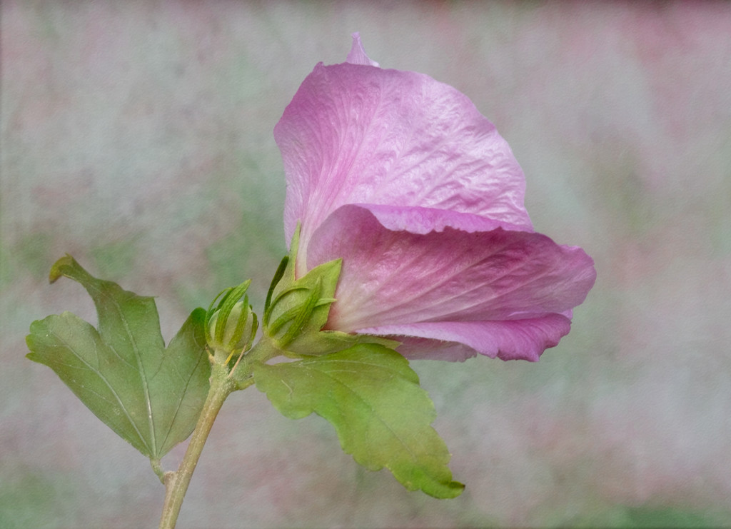 Rose Mallow Hibiscus Syriacus by sprphotos