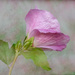 Rose Mallow Hibiscus Syriacus by sprphotos