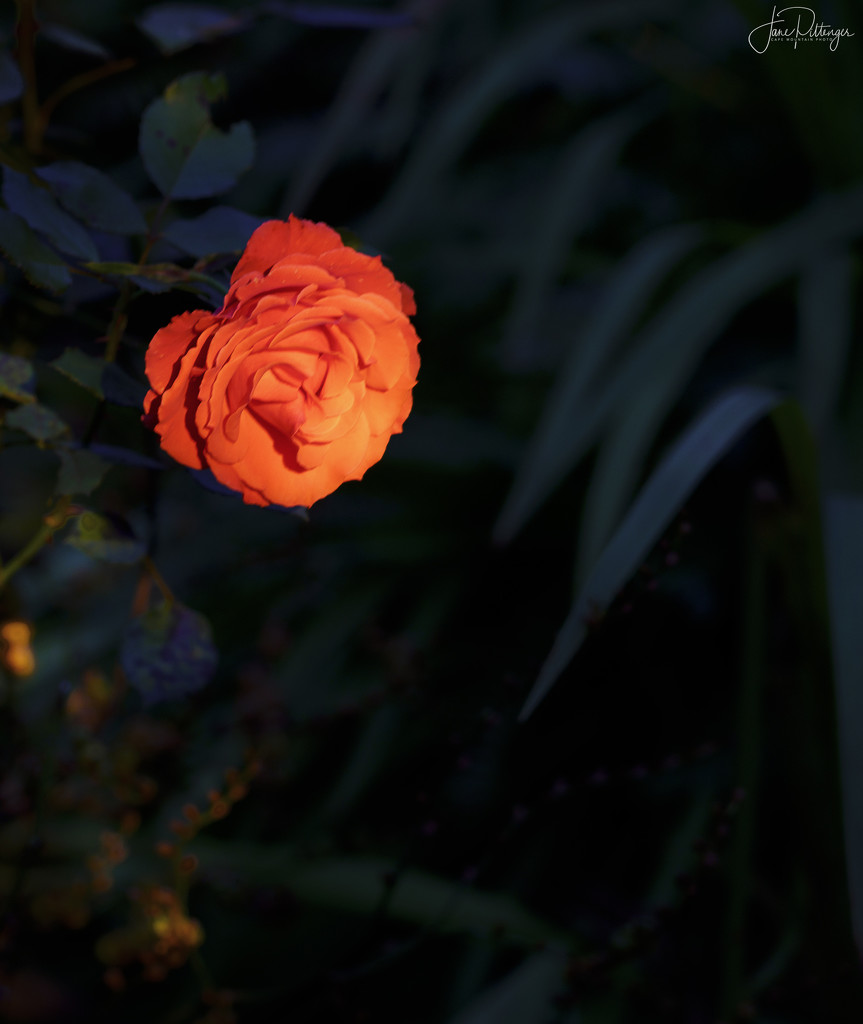 Sunset Light Kisses the Rose by jgpittenger