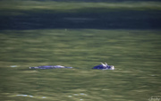 26th Sep 2020 - Seal or River Otter?