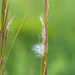 Grass Seed Pod by k9photo