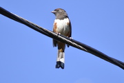 28th Sep 2020 - Towhee on a Cable