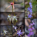 Spider Orchids And Sun Orchids by merrelyn