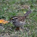 White-throated sparrow by mjmaven