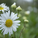 More Daisies by lstasel