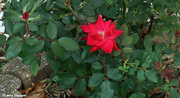 28th Sep 2020 - Red rose