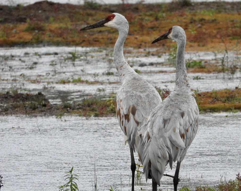 2Sand Hill Cranes by amyk
