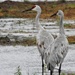 2Sand Hill Cranes by amyk