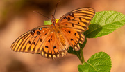 28th Sep 2020 - Gulf Fritillarly Butterfly Up Close!